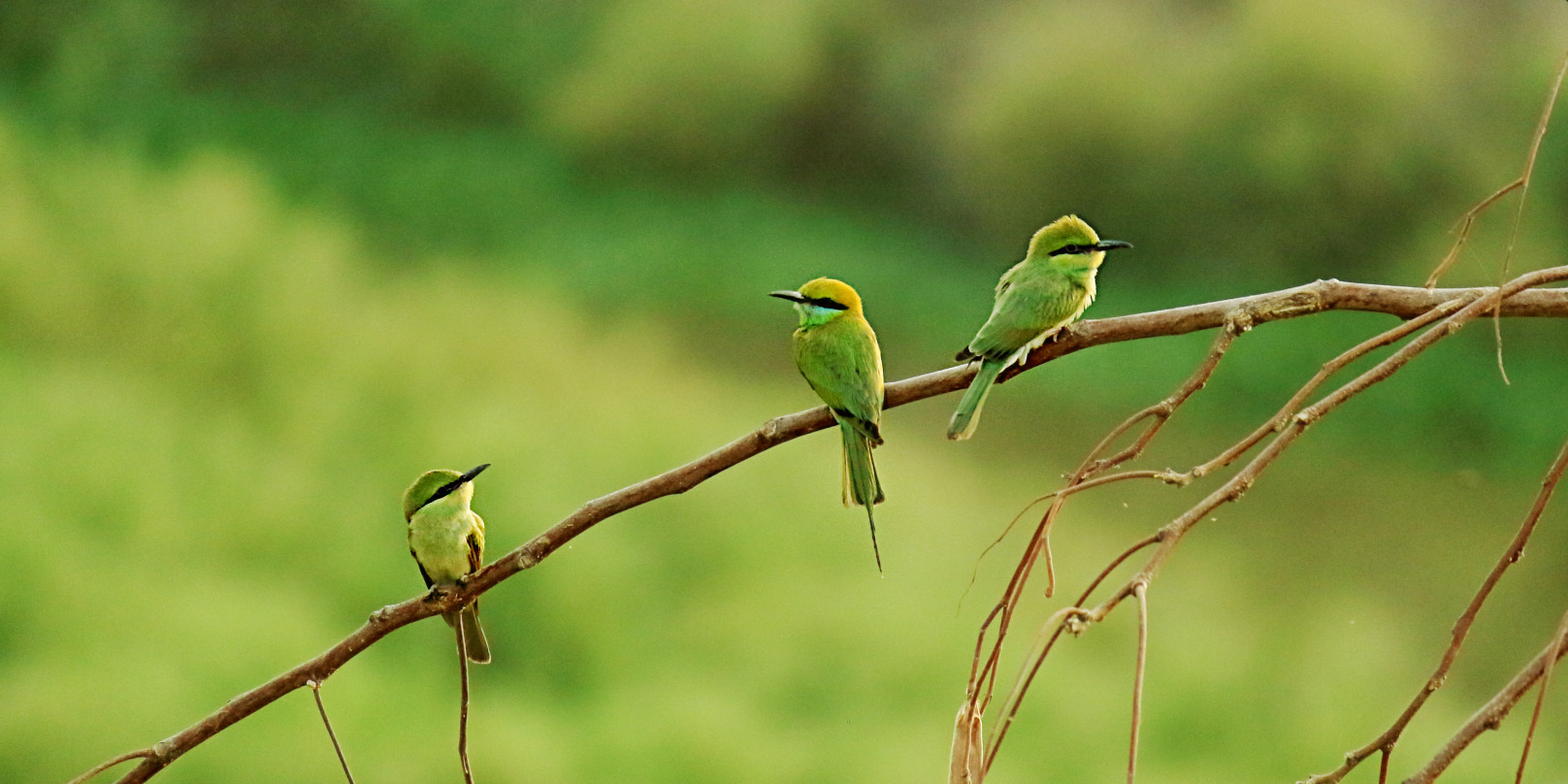 Oiseaux sur une branche sur fond vert d'un paysage de nature