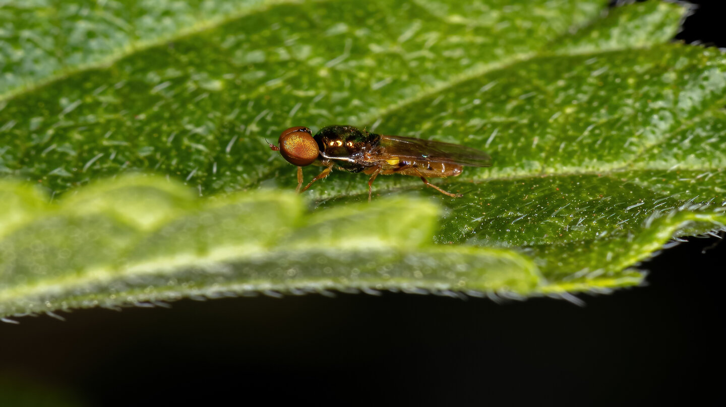 « Nous avons repensé la stratégie initiale d’Agronutris en nous focalisant sur un seul insecte : la mouche soldat noire (photo).