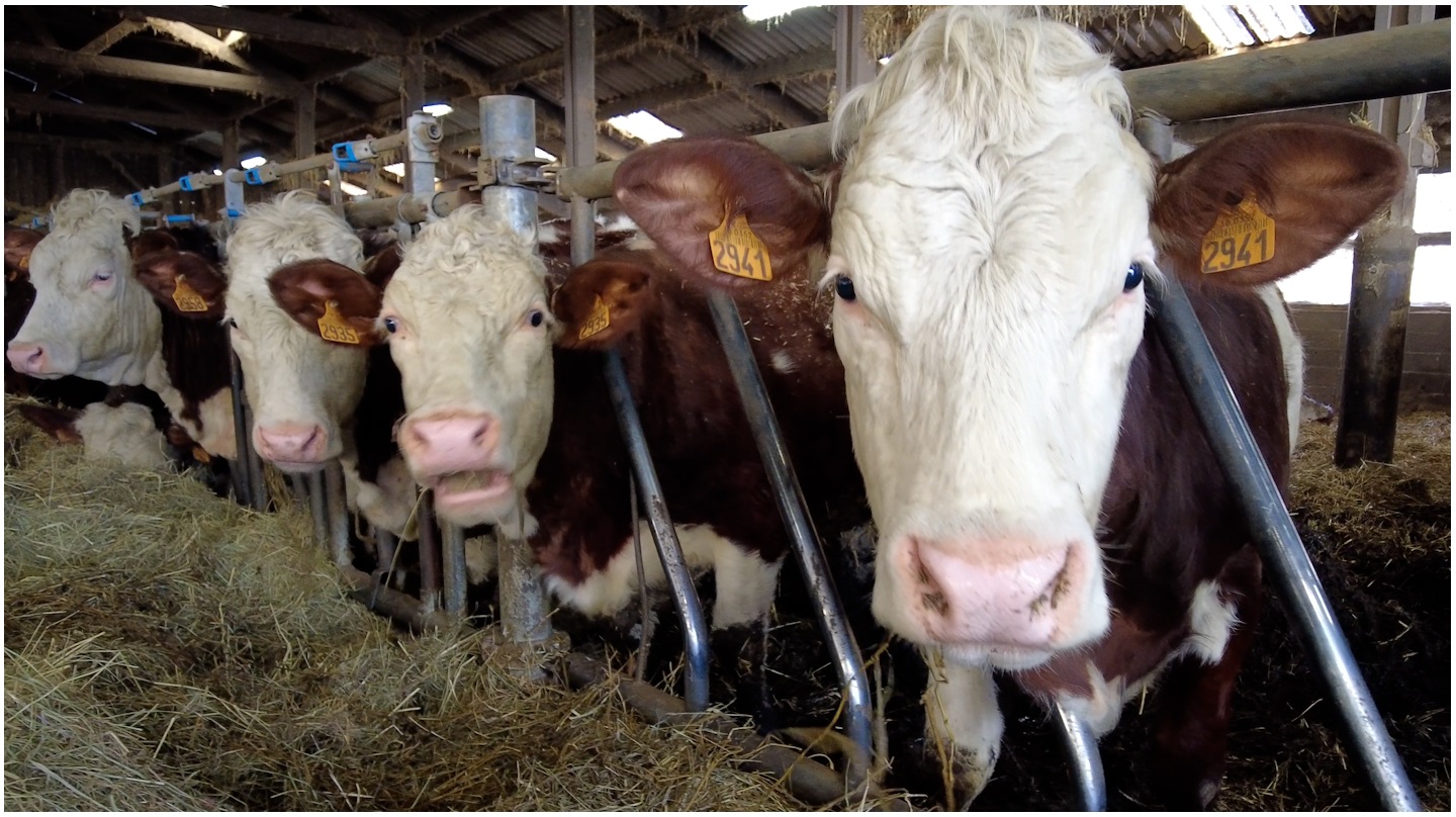 Des vaches de la ferme Fairme à Grenoble.