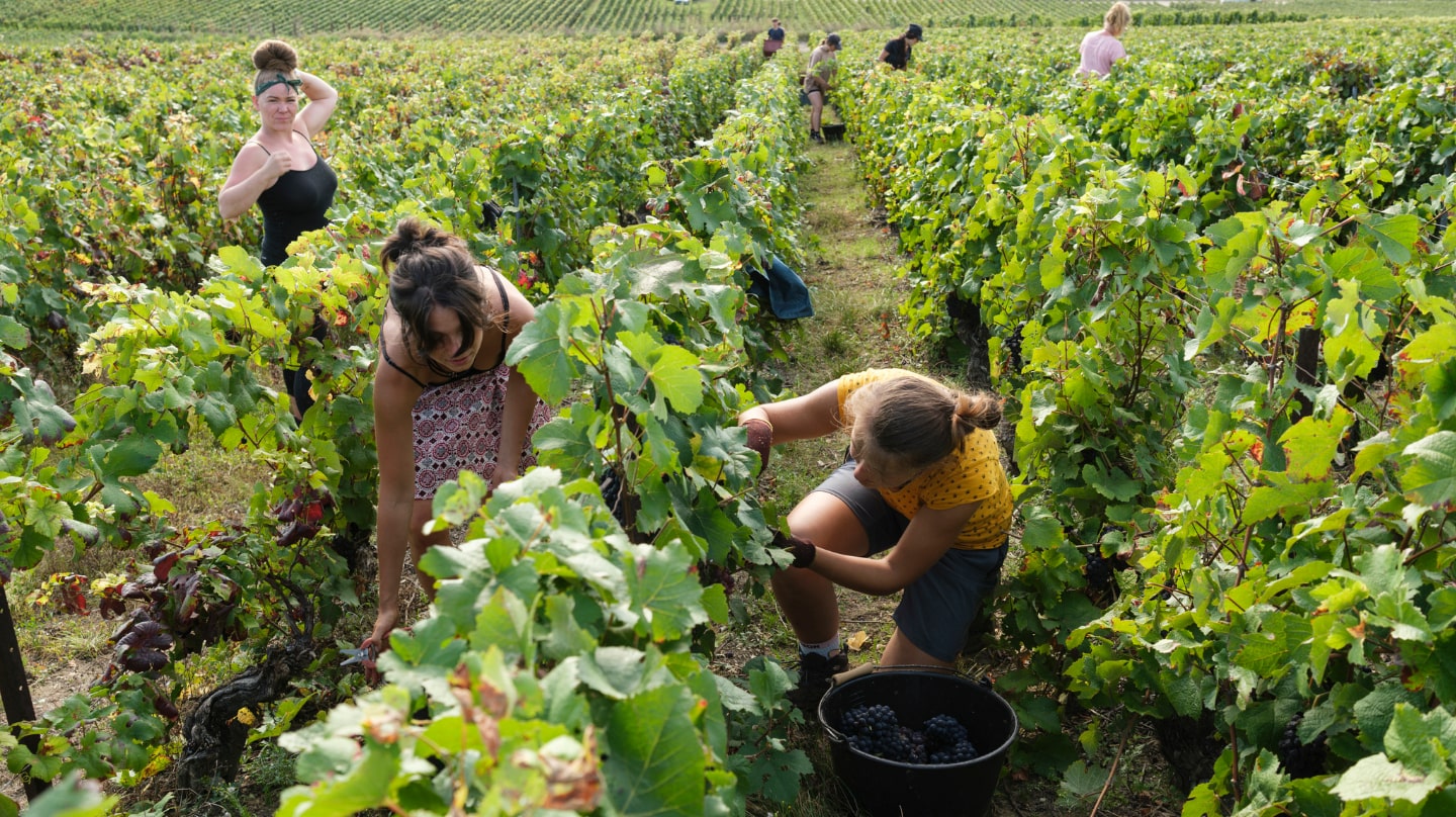 Des femmes qui travaillent dans les vignes.