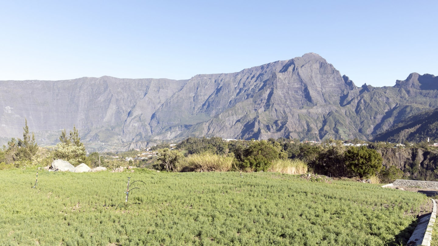 Au premier plan, un champ de culture de lentilles. Au fond, un massif montagneux à la Réunion.