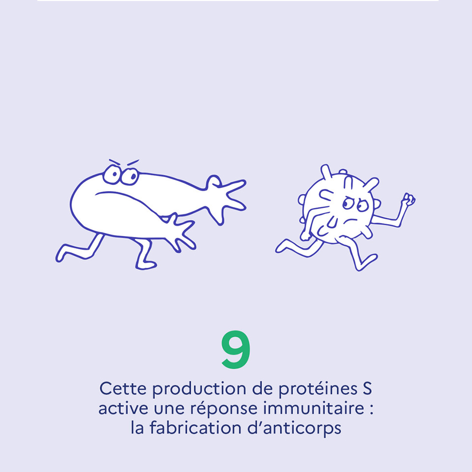 9. Cette production de protéines S active une réponse immunitaire : la fabrication d'anticorps
