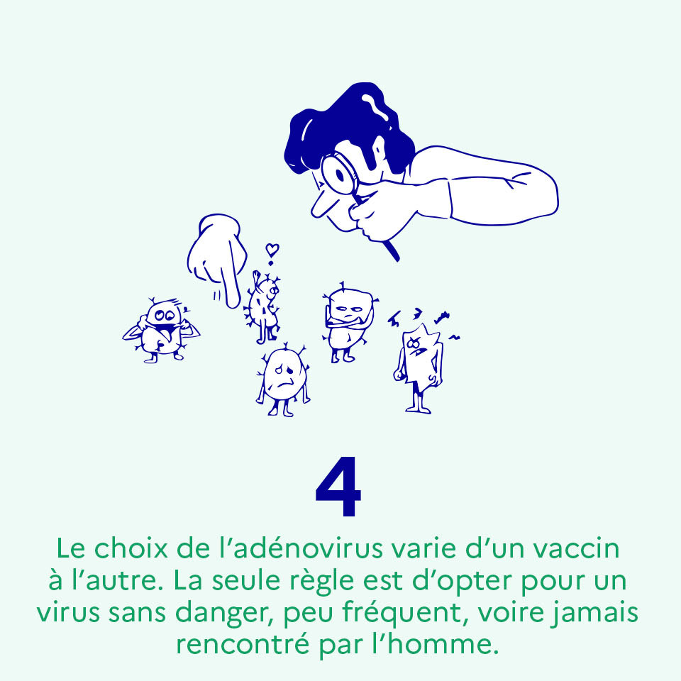 Le choix de l’adénovirus varie d’un vaccin à l’autre. La seule règle est d’opter pour un virus sans danger, peu fréquent, voire jamais rencontré par l’homme