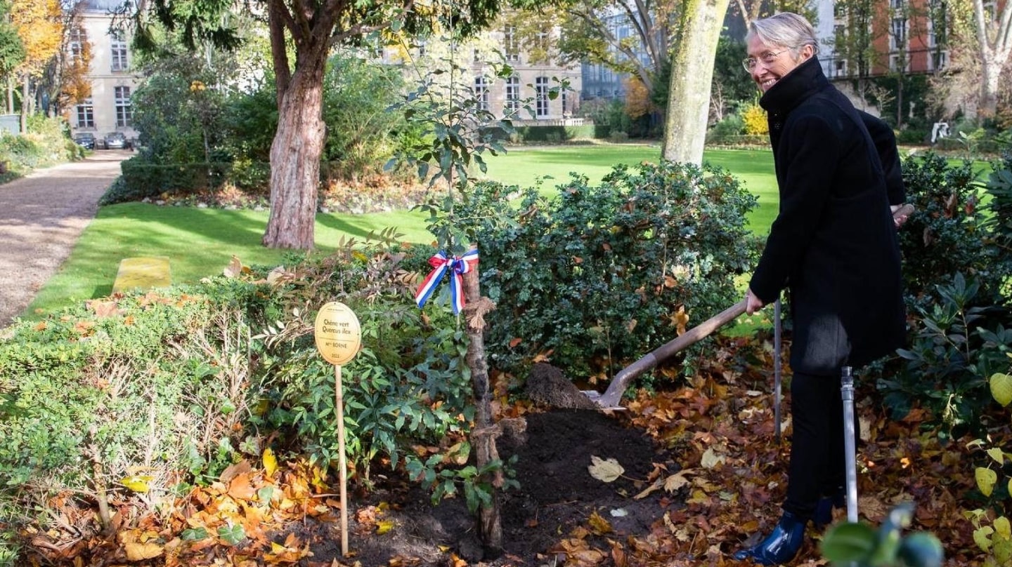 La Première ministre Élisabeth Borne a poursuivi une tradition datant de Raymond Barre (1978) en plantant un chêne vert dans le jardin de Matignon.  