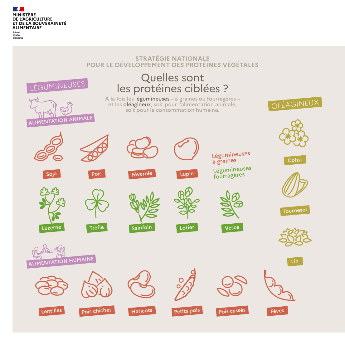 Infographie • Stratégie nationale pour le développement des protéines végétales
